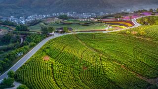 西施石笕茶太原推介品鉴会在太原举办