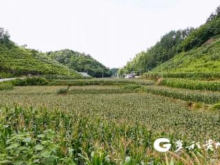 凤冈：万亩鲜食玉米抢“鲜”上市