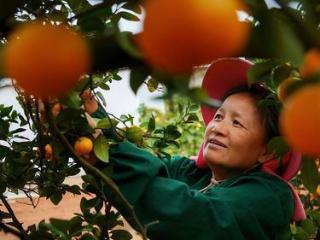 一年出口蜜橘十余万吨 这座“钢城”为何甜出“国际范”？