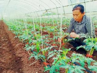 北大荒农业股份新华分公司：大棚“废”变“宝” 资产焕新“值”