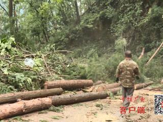 清理倒伏树木 牛头山国家森林公园闭园三天