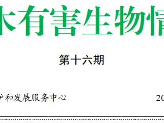 林木有害生物情报（十六）|滨州市第1代美国白蛾成虫进入羽化期