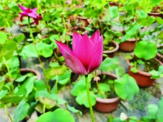 荷花“奥运会”，南京摘回两枚金牌