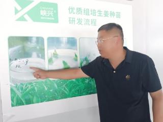 强农先锋丨郭新岗：只为一棵安全的大姜