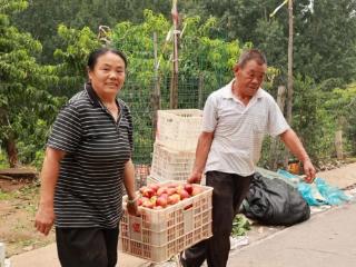 潍坊安丘市：深耕大桃产业沃土 谱写乡村振兴甜蜜篇章