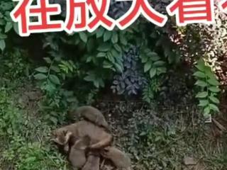 巢湖一小区出现一窝貉 相关部门：很温顺的动物，无需打扰