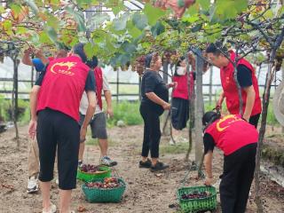 与风雨赛跑，他们为残疾果农抢收葡萄！