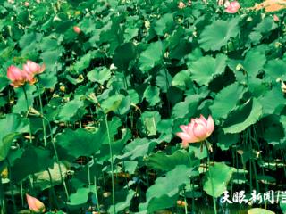 夏日限定！快来这里拍 “荷” 照