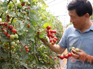 活力中国调研行•万千气象看陕西|宝鸡生物育种实验室“定制”优苗为种子装上“科技芯”