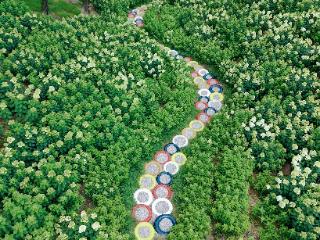 周末赏花打卡好去处！贵州梅园300余亩木本绣球花即将盛放