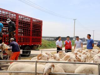 利津农商银行：“羊”关大道 铺就融资“高速路”