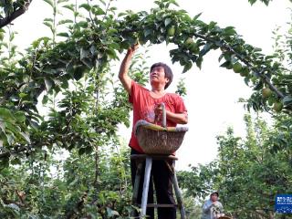 河北赵县：鲜梨成熟采收忙