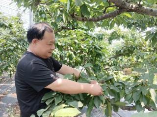 强农先锋丨杜立胜：“红果果”的富民路