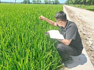 北大荒农业股份新华分公司：田间“侦察兵”蹲守稻浪 筑牢植保防线