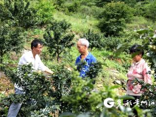 绥阳县郑场镇狮山村：“椒”香四溢满枝头 村民增收好盼头