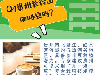贵州长得出咖啡豆吗？｜“贵阳咖啡”四问④