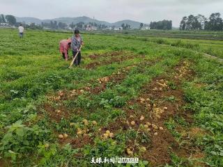 贵州夏粮单产提升持续增效