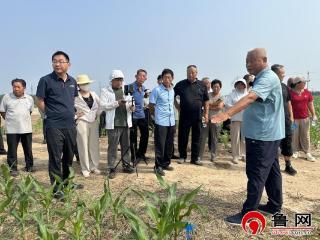 农技专家田间“把脉” 德州天衢新区赵虎镇玉米夏管添“智”增效