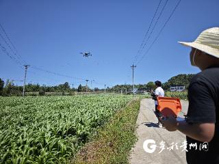 赤水长沙镇：“空中管家”上岗 高粱夏管省工200人