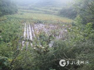遵义办结全省首例！生态损害赔偿用上新系统