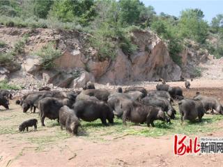 秦皇岛卢龙：生态养殖效益好 香猪“拱”开致富门