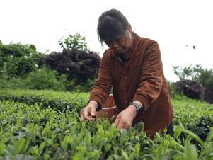 湄潭：一片茶叶背后的乡村振兴答卷