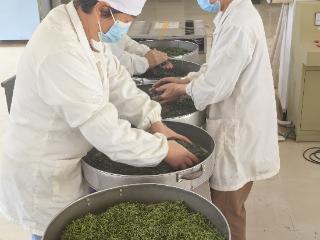 15000支！开阳富硒茶变身“茶棒棒糖”进军新加坡市场