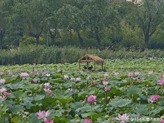 从废弃木板到生态棚舍！德州长河公园打造"天鹅小屋"