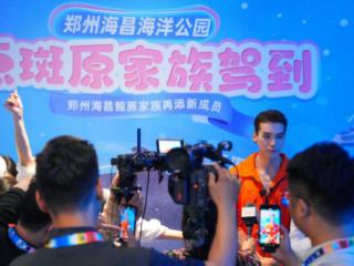 中原首次引进的点斑原海豚惊艳亮相郑州海昌海洋公园！
