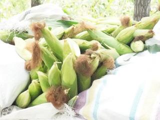 临沭县大兴镇：喜收水果玉米