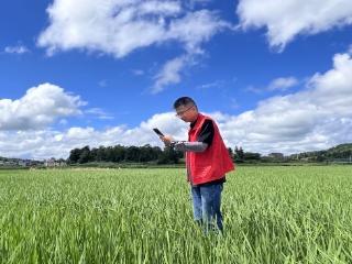 人保财险安顺西秀支公司：农险验标“把关” 守护稻浪金黄