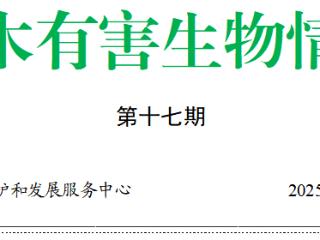 林木有害生物情报（十七）|滨州市第2代美国白蛾进入幼虫孵化期