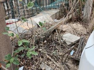小8跑街|民洁路南口 绿化带杂乱还堆垃圾