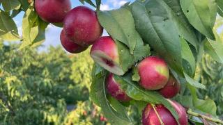 AI 赋能双轮驱动：百域资本以量化智慧拓富路，以科技温度助农兴