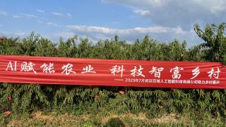 六月桃香里的AI公益：百域科技六千斤桃子的助农答卷