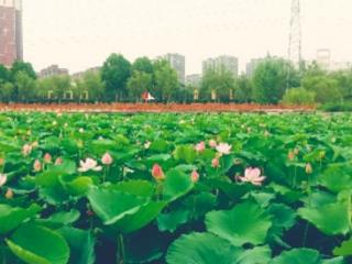 齐鲁·菏评|单县新“文旅人”:在文字和光影的世界里书写新篇章