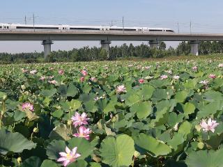 临沂：万亩荷塘湿地公园莲花盛开迎风摇曳