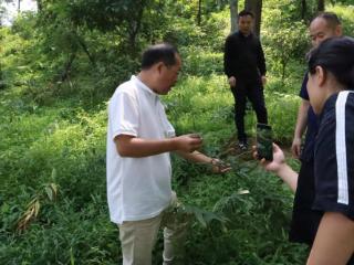 世界长寿乡麻阳：林下经济唱响“致富双响炮”