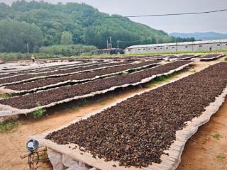 潍坊临朐4万斤木耳“抢鲜”上市，村民实现家门口就业增收