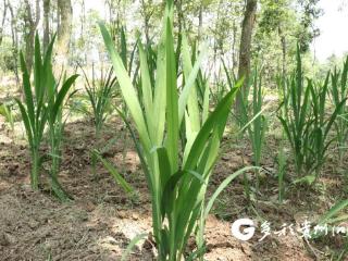绥阳县宽阔镇道地药用植物园火热建设中