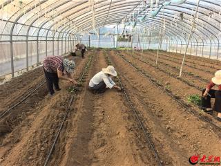 东平县老湖镇：秋茬定植正当时