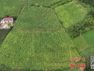 房县青峰镇：“黄金叶”铺就乡村振兴路