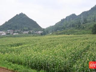 德江复兴镇：鲜食玉米迎丰收 助农增收促振兴