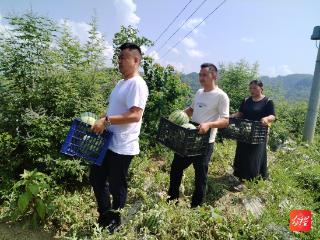 【沿河农视】淇滩镇：西瓜产业甜了舌尖富了民