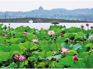 西湖赏荷 正佳期