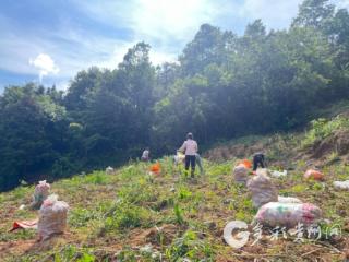 习水县二里镇：土里蹦出“金疙瘩 ，“芋”你见证丰收奇迹！