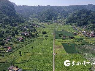 习水：叶子越烤越香 日子越过越甜