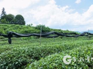 凤冈：“三年行动”让茶产业“破圈”突围