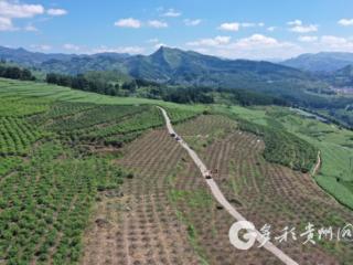 漫山椒红丰收景 习水花椒采收加工忙