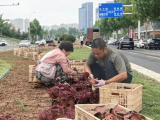 蓬勃夏日添新绿 遍布芬芳满莱山烟台市莱山区夏季绿化美化工作全面开展